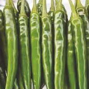 Kargil Hybrid Chilli