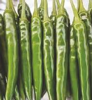 Kargil Hybrid Chilli