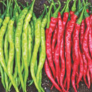 4430 Hybrid Chilli