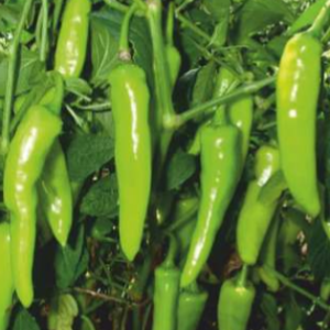 SVS 7571 Hybrid Chilli