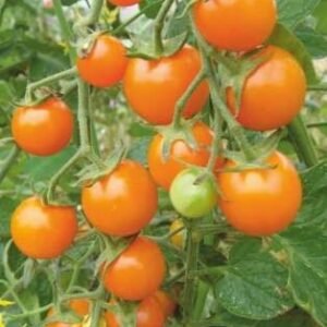 Vaishnavi 745 (Hybrid Tomato)