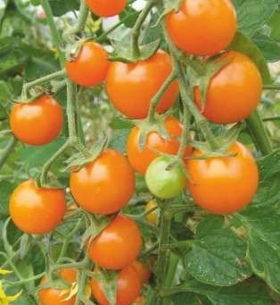Vaishnavi 745 (Hybrid Tomato)