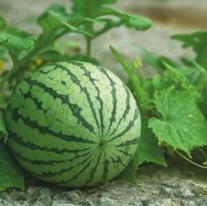 Fast 211 (Hybrid Watermelon)