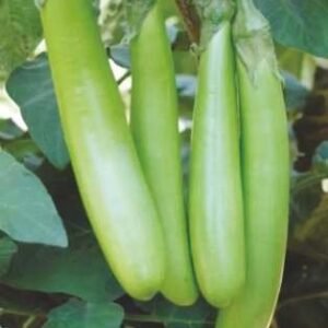 Green Long 885 (Hybrid Brinjal)