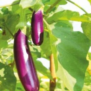 Red King (Hybrid Brinjal)