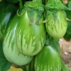 409 (Hybrid Brinjal)