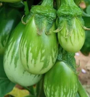 409 (Hybrid Brinjal)