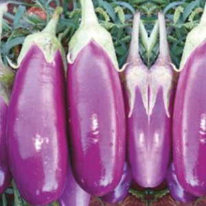 Guljar (Hybrid Brinjal)
