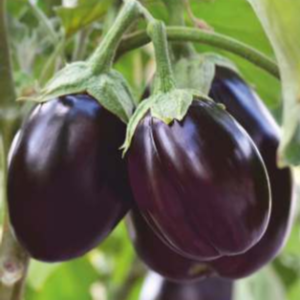 SVS - 2101 (Hybrid Brinjal)