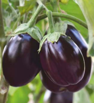 SV - 510 (Hybrid Brinjal) - Image 2