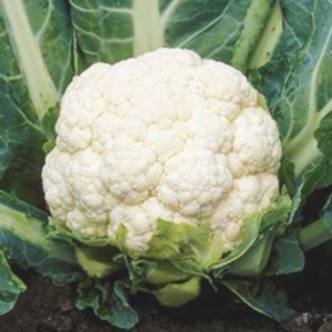 Kabil (Hybrid Cauliflower)