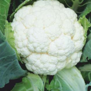 Sweety 99 (Hybrid Cauliflower)