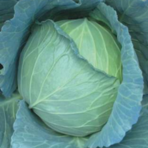 Green 66 (Hybrid Cabbage)