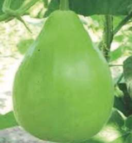 Sitara (Hybrid Bottle Gourd)