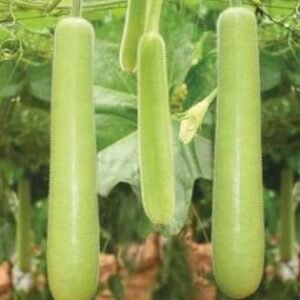 Shruti (Hybrid Bottle Gourd)