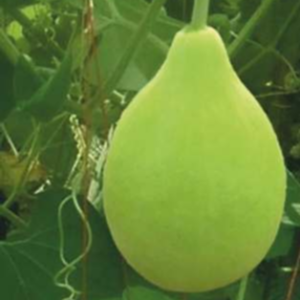 SVS - 552 (Hybrid Bottle Gourd)