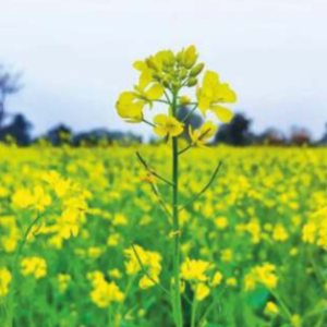Golden Beauty (Hybrid Mustard)