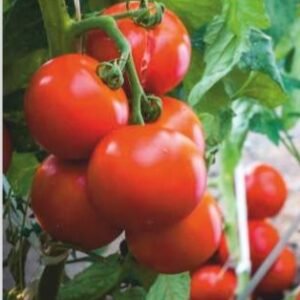 Prince 99 (Hybrid Tomato)