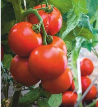 Prince 99 (Hybrid Tomato)