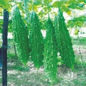 Palak - 77 (Hybrid Bitter Gourd)