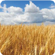 Kisna - 6203 (Hybrid Wheat)