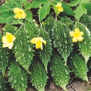 Kittu (Hybrid Bitter Gourd)