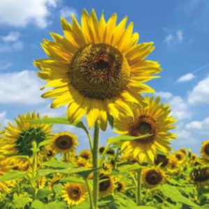 Sunstar 575 (Hybrid Sunflower)