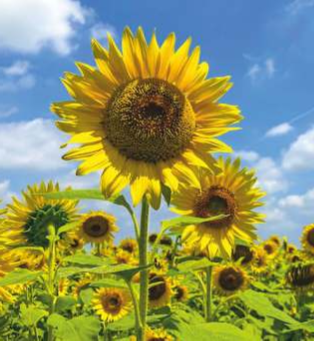 Sunstar 575 (Hybrid Sunflower)