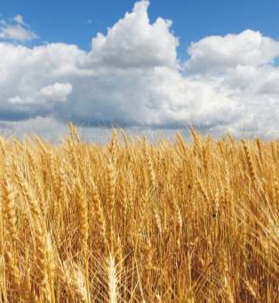 Kisna - 6203 (Hybrid Wheat) - Image 2