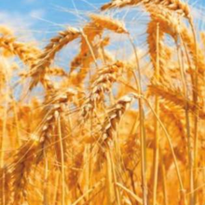 Vaishnavi - 5151 (Hybrid Wheat)