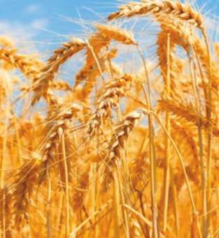 Vaishnavi - 5151 (Hybrid Wheat)