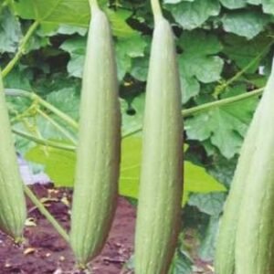 Maharaja (Hybrid Sponge Gourd)