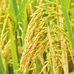 SVS - 4455 (Hybrid Paddy)