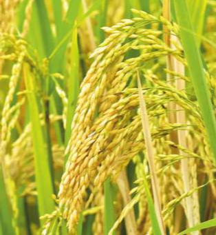 SVS - 4455 (Hybrid Paddy)