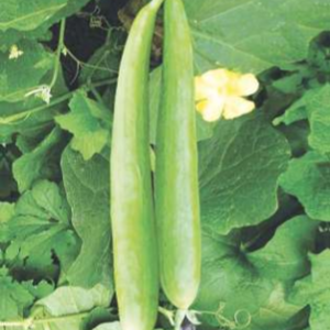 Komal (Hybrid Sponge Gourd)