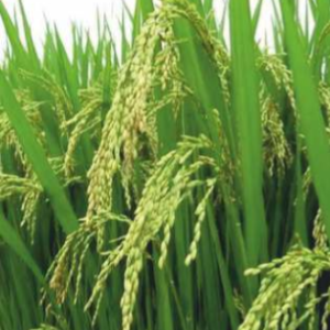 Surabhi (Hybrid Paddy)