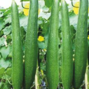 SVS - 1525 (Hybrid Sponge Gourd)