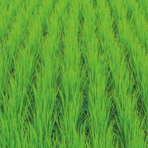 Mehak (Hybrid Paddy)