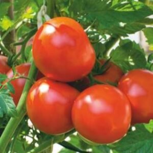 SVS - 301 (Naina) (Hybrid Tomato)