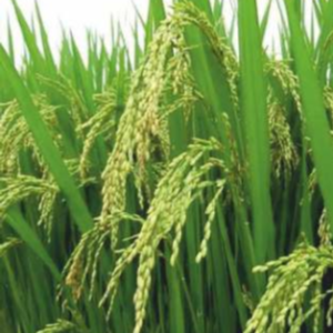 Bajrang (Hybrid Paddy)