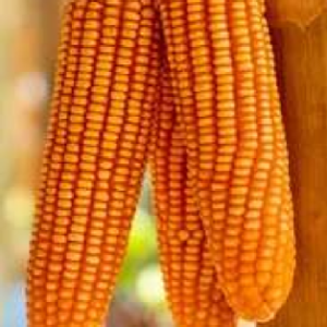 Hero - 22 (Hybrid Maize)