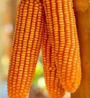 Hero - 22 (Hybrid Maize)