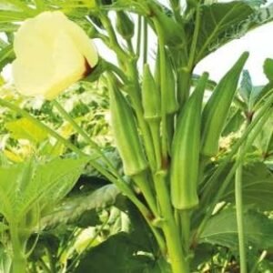 6866 (Hybrid Bhindi)