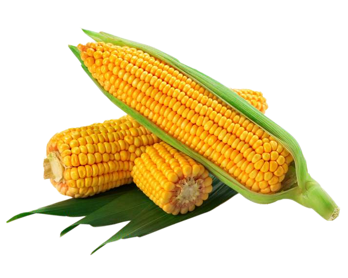 Hero - 22 (Hybrid Maize) - Image 2