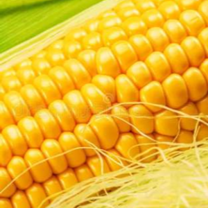 Vaishnavi - 2525 (Hybrid Maize)