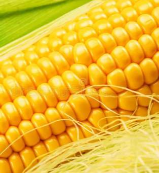 Vaishnavi - 2525 (Hybrid Maize)