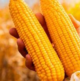 Vaishnavi - 1678 (Hybrid Maize)