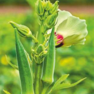Sadhana (Hybrid Bhindi)