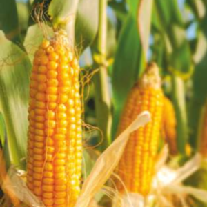 Smart - 1233 (Hybrid Maize)