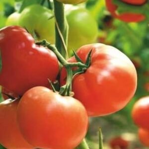 Devraj (Hybrid Tomato)